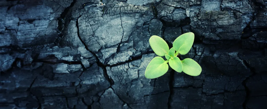 Detransition: a Real and Growing Phenomenon