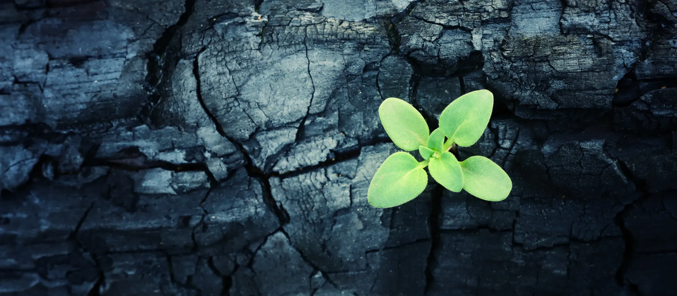 Detransition: a Real and Growing Phenomenon